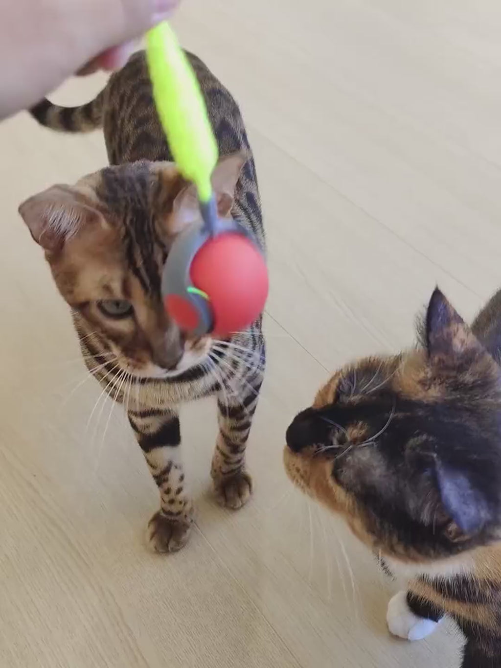 Giocattolo interattivo per Gatti,Palla Elettrica, Dotato di USB Ricaricabile
